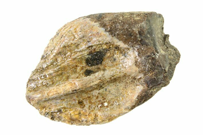 Unworn Fossil Dinosaur (Triceratops) Tooth Crown - Montana #338657